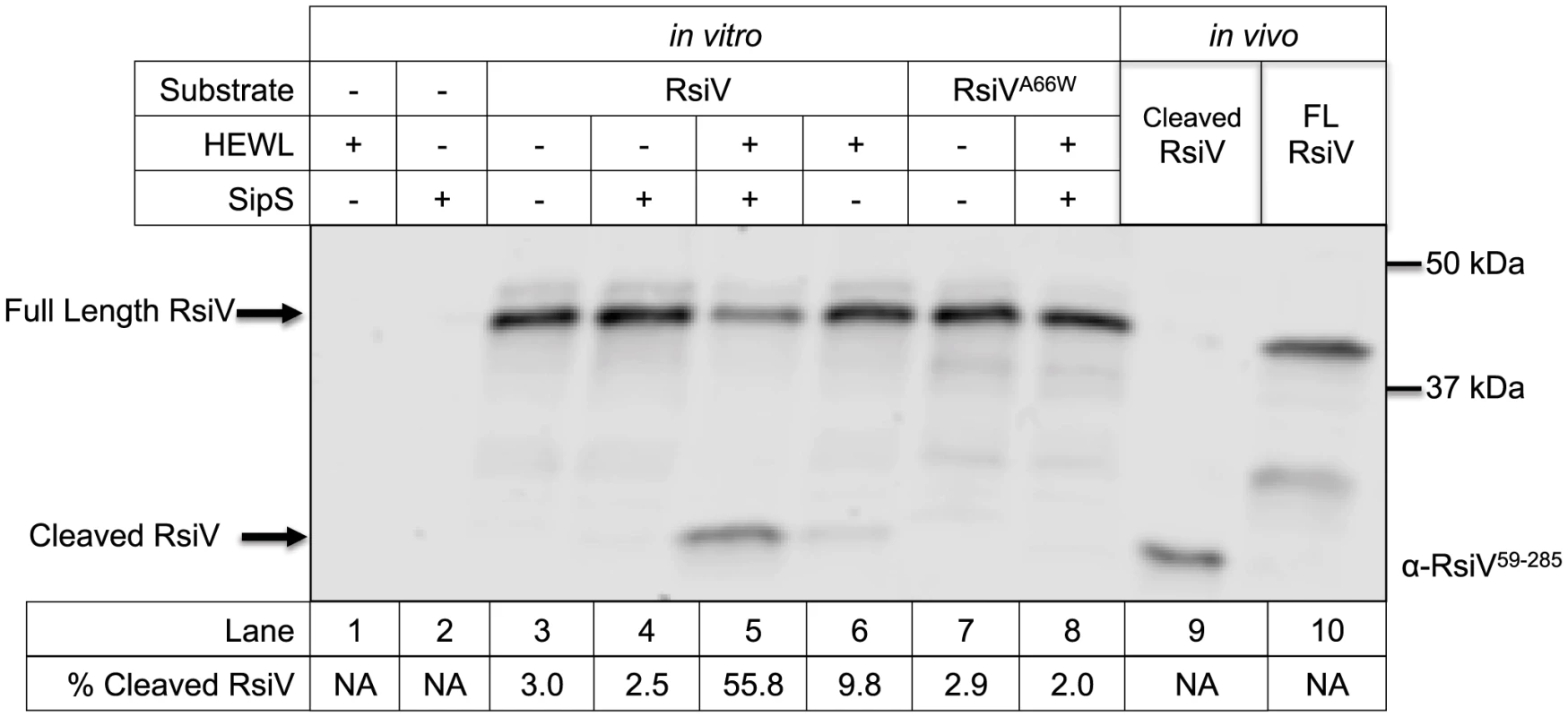 <i>In vitro</i> reconstitution of site-1 cleavage requires signal peptidase and lysozyme.