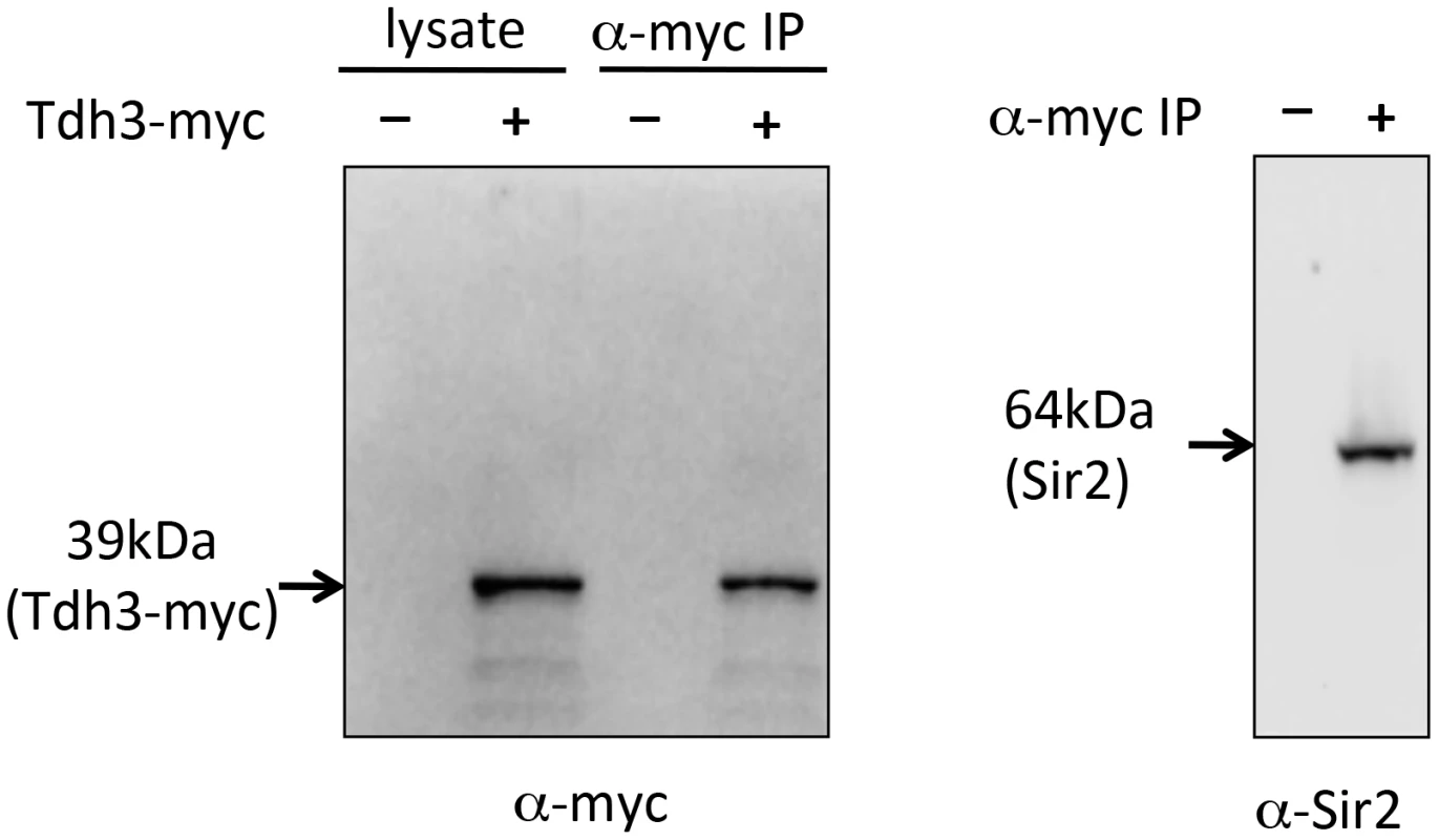 Co-immunoprecipitation of Tdh3 and Sir2.