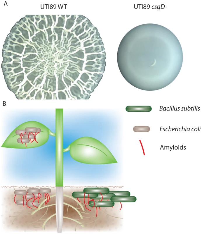 Bacterial amyloids are utilized in multiple environments.