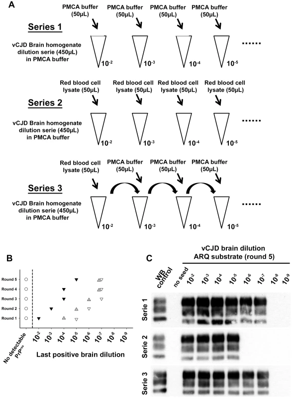 Red blood cell and inhibition of PMCA vCJD amplification.