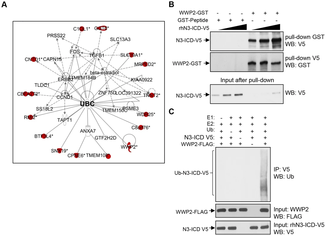 Identification of Notch3 interacting proteins in protein array.