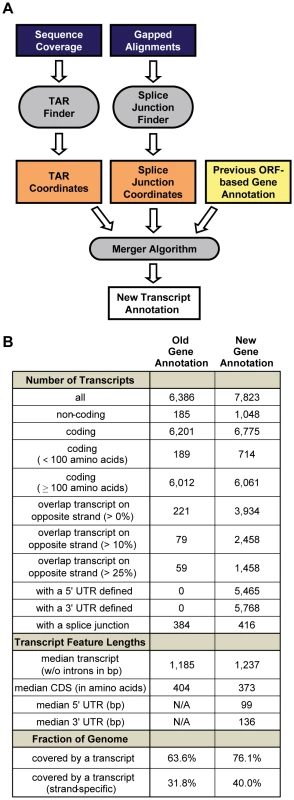 Defining a new transcript annotation for <i>C. albicans</i>.