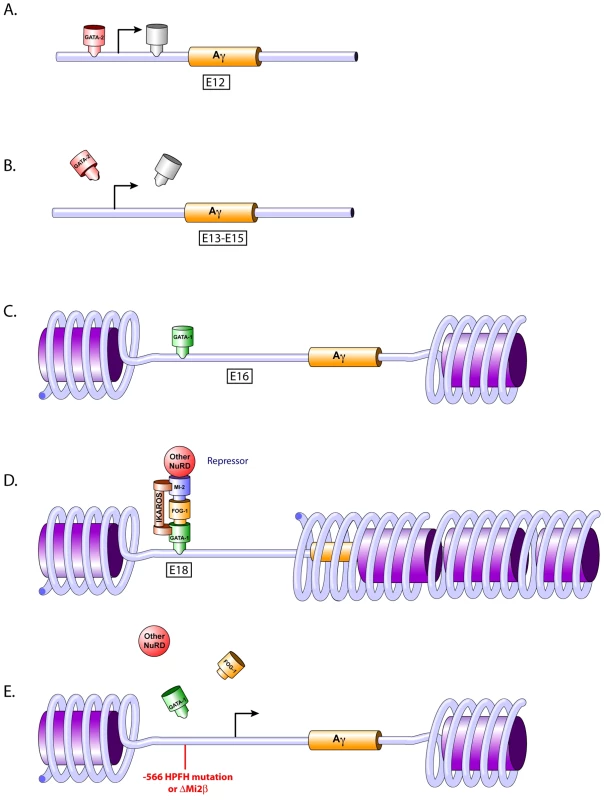 Temporal repression model.
