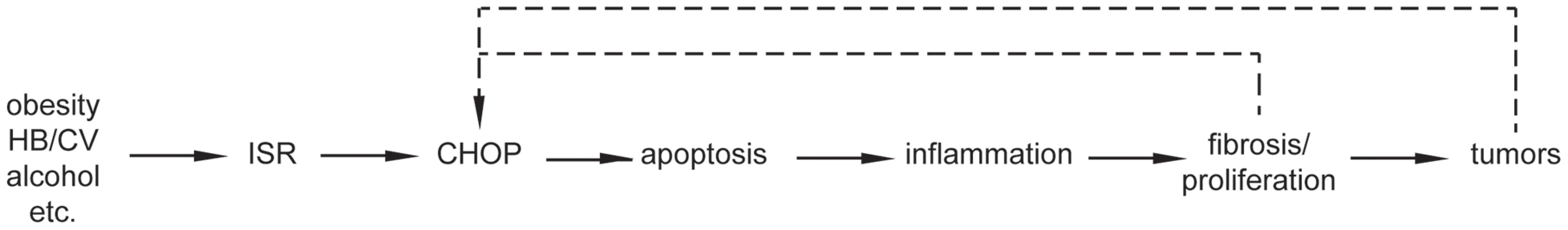 Model for the role of CHOP in HCC.