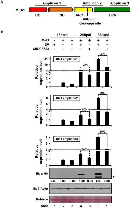 miR9863a regulates <i>Mla1</i> mRNA and MLA1 protein in an uncoupled manner.