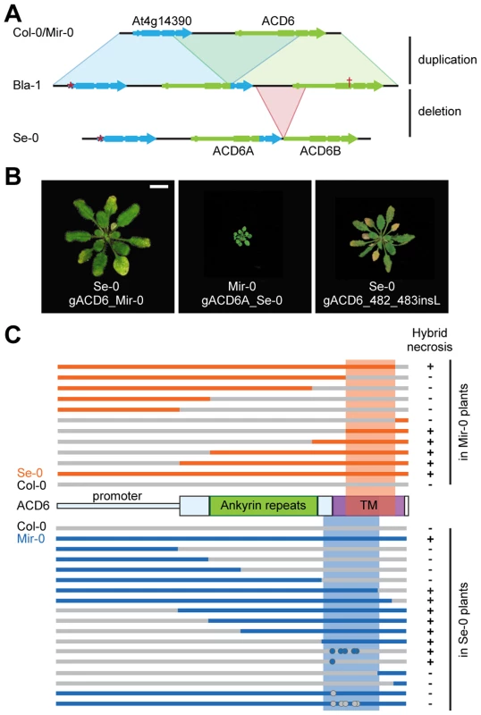 Mapping of causal regions in <i>ACD6</i> alleles.
