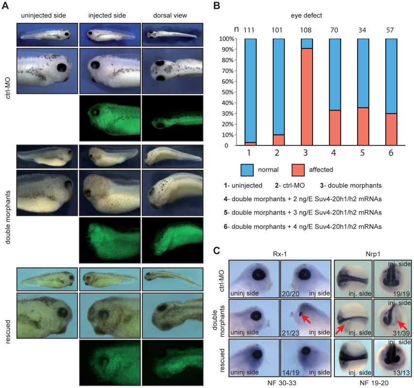 xSuv4-20h1/h2 double morphants lack eyes and melanophores.