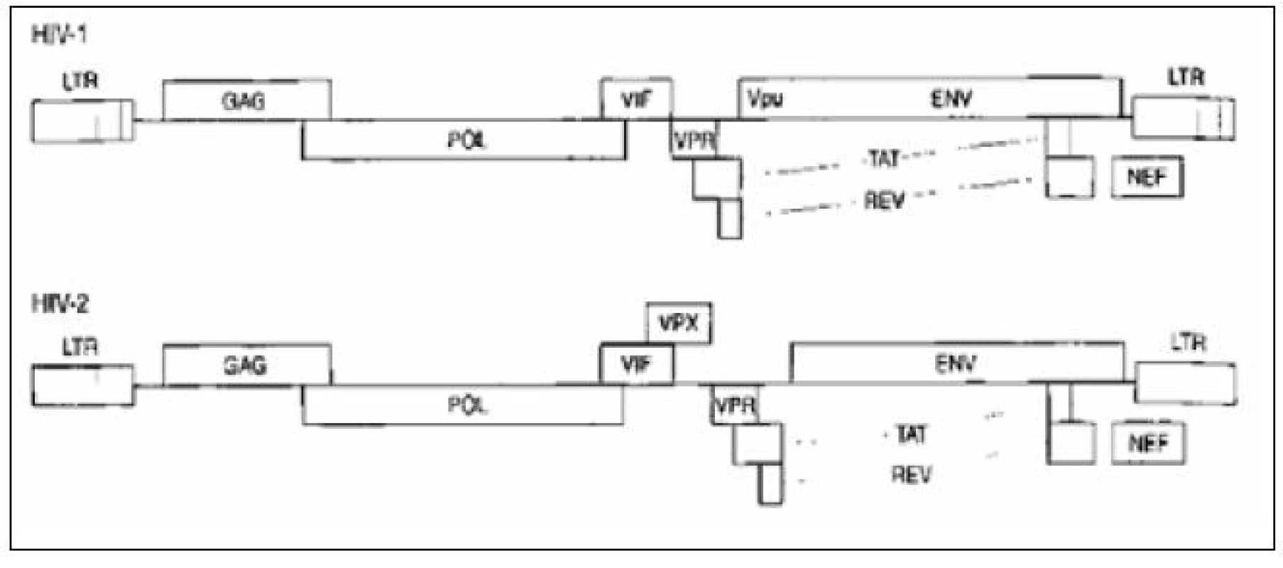 Genetická skladba HIV-1 a HIV-2
Fig. 1. Genome structure of HIV-1 and HIV-2