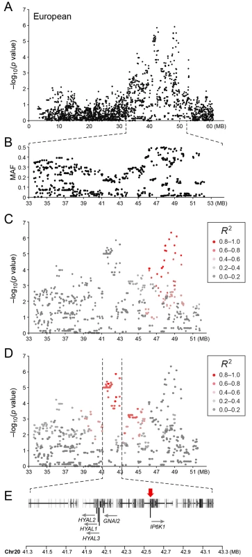 a) Close up view of the most associated region from the European GWAS analysis. b) Minor allele frequency of the associated region. c) Further close up of the associated region showing the LD structure of the SNPs in the 48 MB locus relative to the most associated SNP in the locus. d) Further close up of the associated peak showing the LD structure of the SNPs in the 42 MB locus relative to the most associated SNP in the locus. e) Close up view of the genes located on the associated haplotype in the 42MB region.
