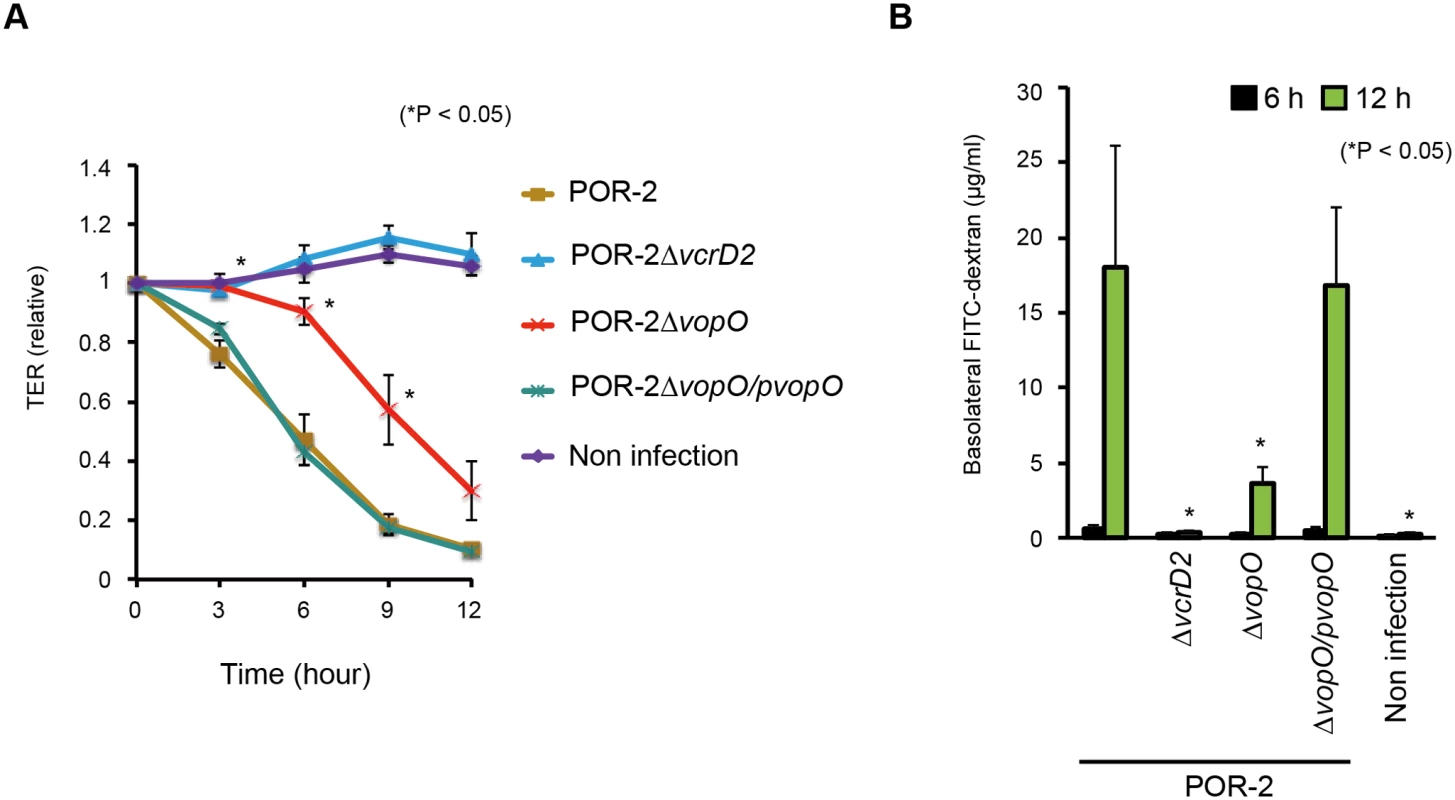 VopO disrupts the epithelial barrier.