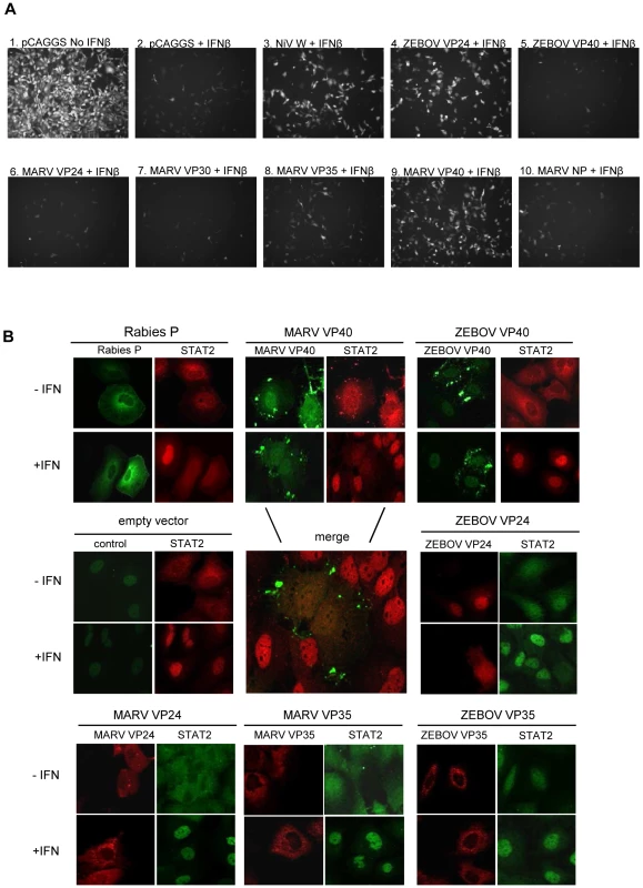 MARV VP40 acts as an IFN antagonist.