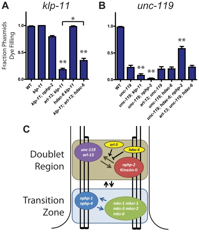 <i>klp-11</i> and <i>unc-119</i> genetically interact with <i>arl-13</i> and <i>nphp-2</i> in an <i>hdac-6</i> dependent manner.