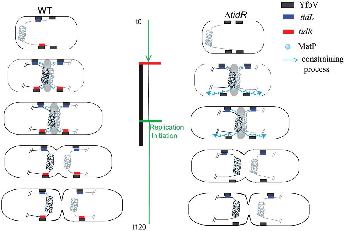Model for the insulation of the Ter MD by <i>tid</i>RL.