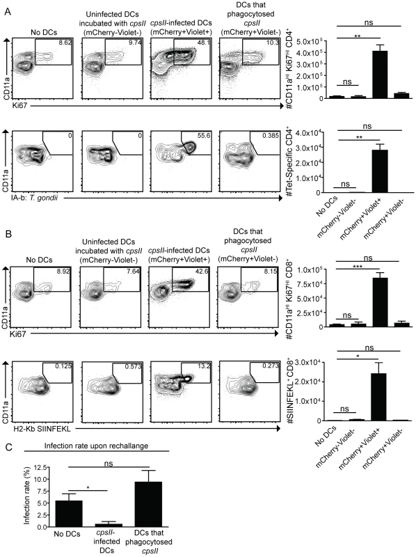 Infected cells are sufficient to induce CD4<sup>+</sup> and CD8<sup>+</sup> T cell responses.