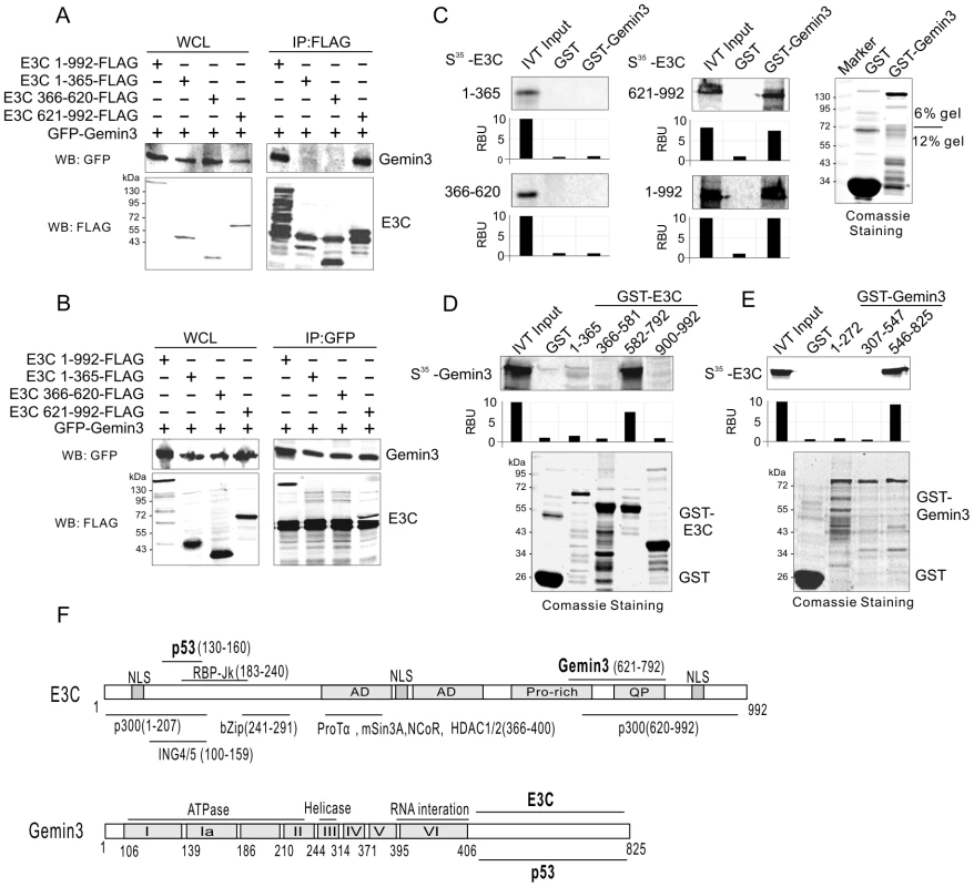 EBNA3C and Gemin3 interact through their C-terminal domains.