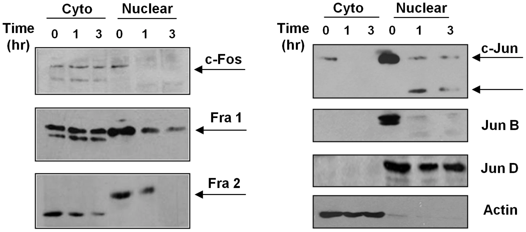 Subcellular localization of AP-1 subunits.