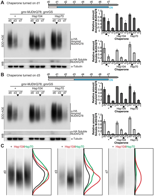 Hsp104 does not mitigate disease progression by clearing MJDtrQ78 amyloid fibrils.