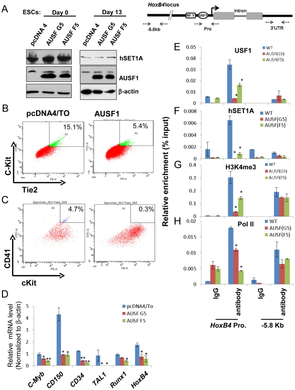 USF1 regulates ESC fate and hematopoietic differentiation by modulating bivalent domains of HS/PC-specific genes.