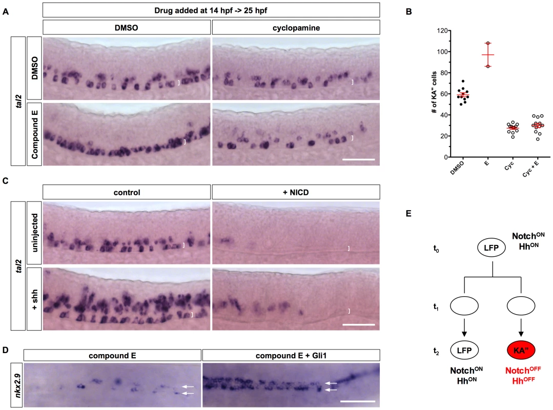 Interaction between Notch and Hh signaling in KA″ specification.