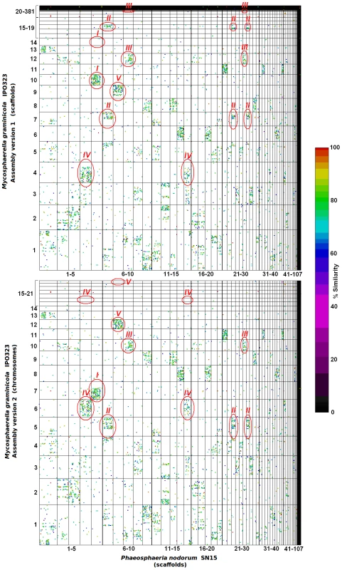 Comparisons of <i>Mycosphaerella graminicola</i> genome assembly versions 1 and 2 against that of <i>Stagonospora nodorum</i> isolate SN15.