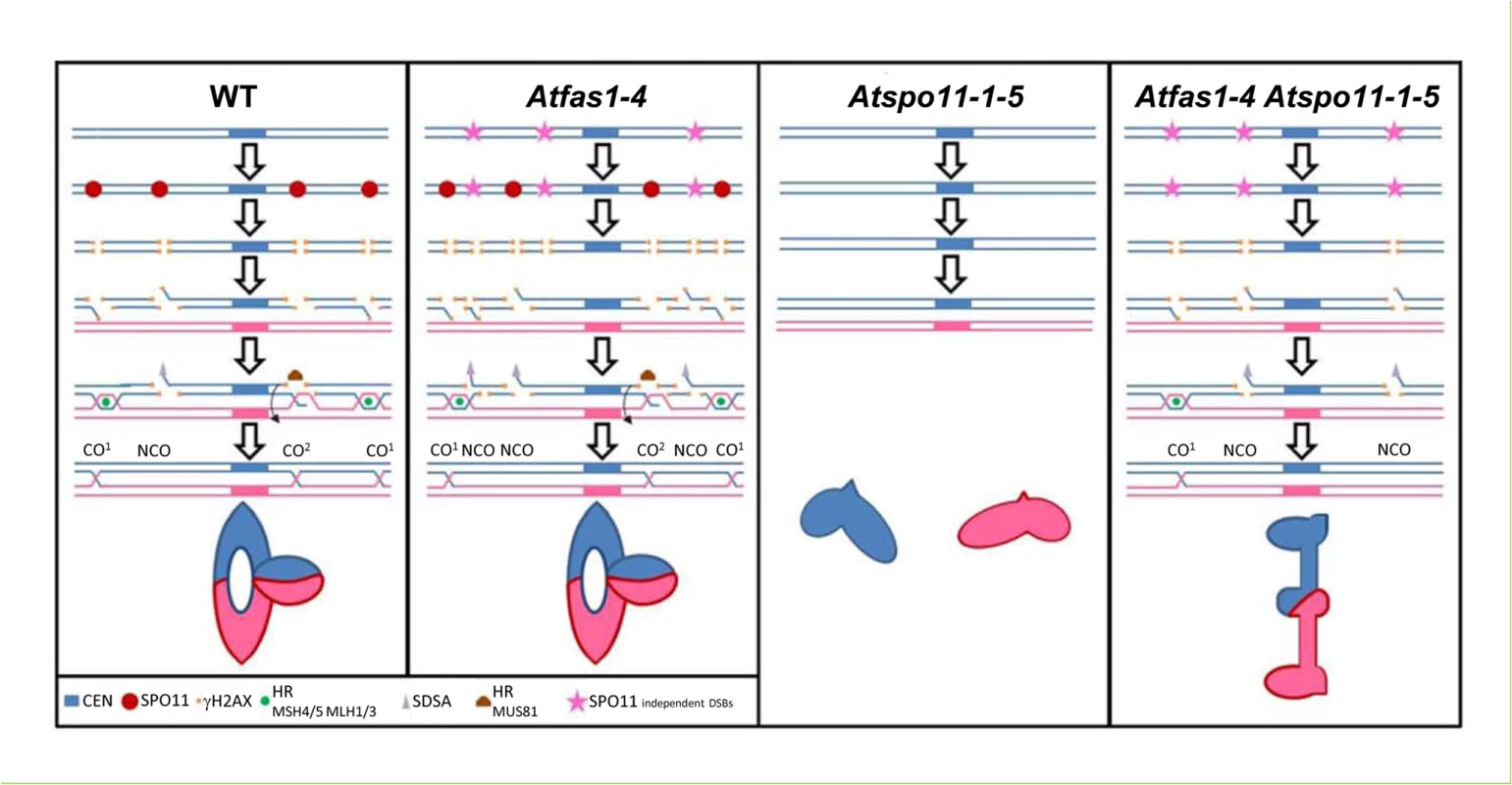 Meiotic DNA DSB outcomes in Arabidopsis.