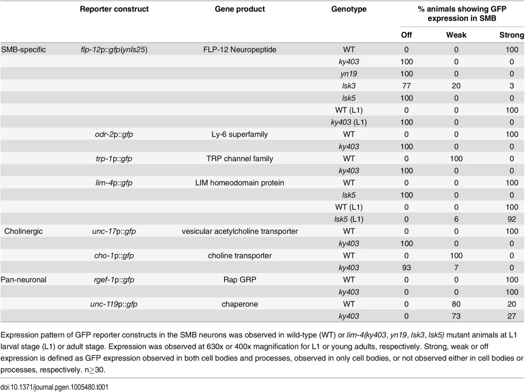 Expression pattern of the SMB expressed markers in <i>lim-4</i> mutant animals.