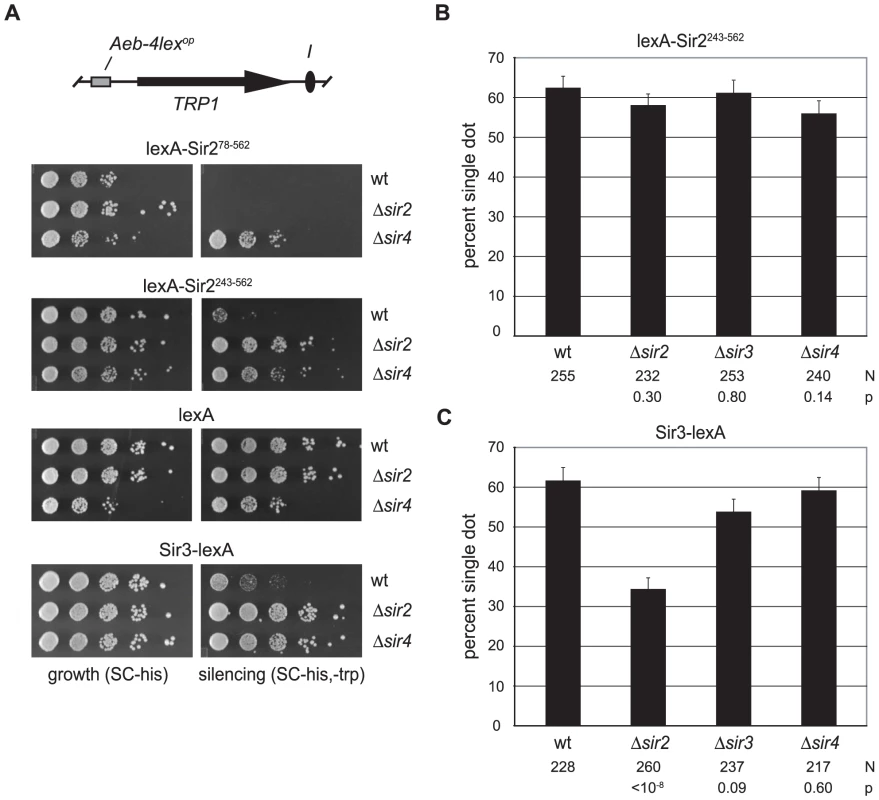 Cohesion by tethered Sir2 does not require other Sir proteins.