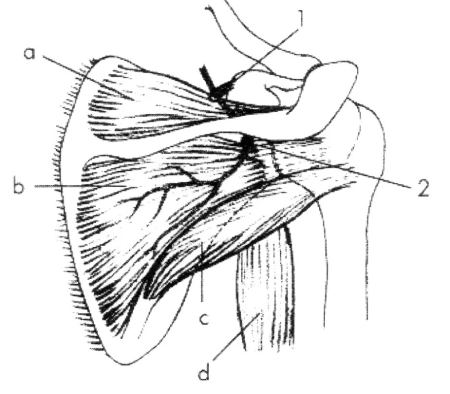 N. suprascapularis
Úžiny: 1 – incisura scapulae, 2 – insura spinoglenoidalis.
Svaly: a – m. supraspinatus, b – m. infraspinatus, c – m. teres
minor, d – caput longum (m. triceps brachii)