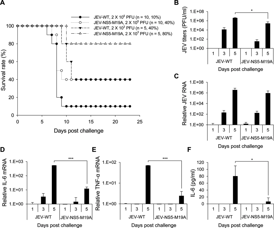 Reduced neuroinvasiveness of NS5-M19A—mutated JEV in challenged mice.