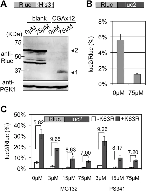 Effects of proteasome inhibitors, MG132 and PS341, on stalled translation and K63R expression.
