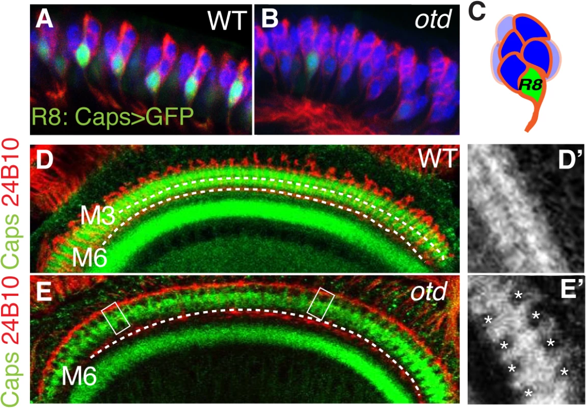 Caps expression is downregulated in <i>otd</i><sup><i>uvi</i></sup> mutant R8 photoreceptors.