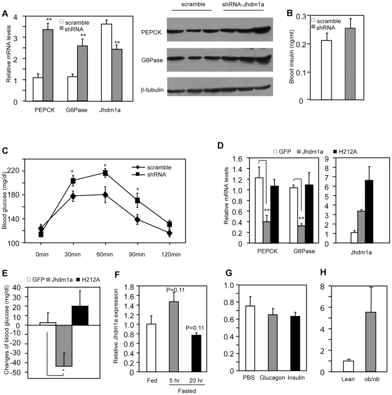 Jhdm1a regulates gluconeogenesis in vivo.
