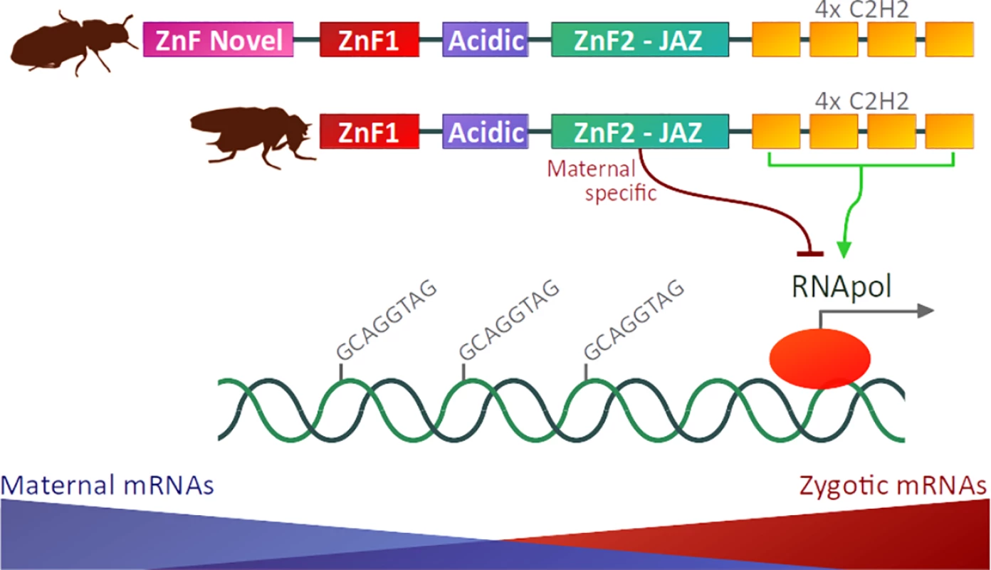 Protein domain architectures of Zld proteins from the red flour beetle <i>Tribolium castaneum</i> (representing the insect ancestral state) and the fruit fly <i>D</i>. <i>melanogaster</i>.