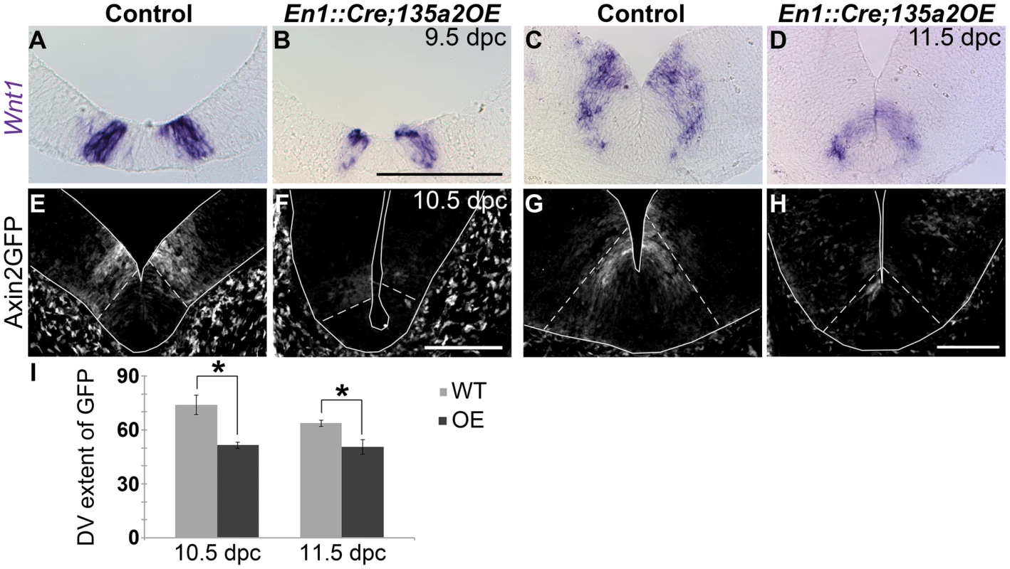 Increasing <i>miR135a2</i> levels diminishes <i>Wnt1</i> and Wnt signaling.