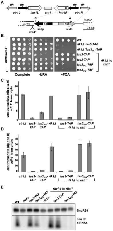 Clr-C component <i>rik1<sup>+</sup></i> is required for establishment of repressive chromatin at the centromere.