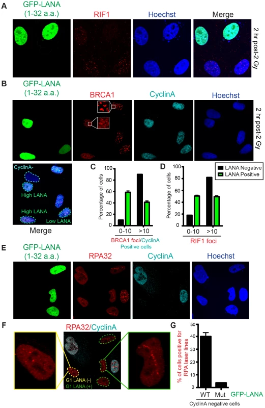 Nucleosome acidic patch promotes RNF168-dependent DDR signaling and inhibition of DNA resection in G1.