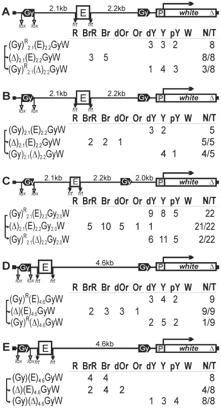 The role of <i>gypsy</i> orientation and distance between <i>gypsy</i> insulators in blocking the eye enhancer.