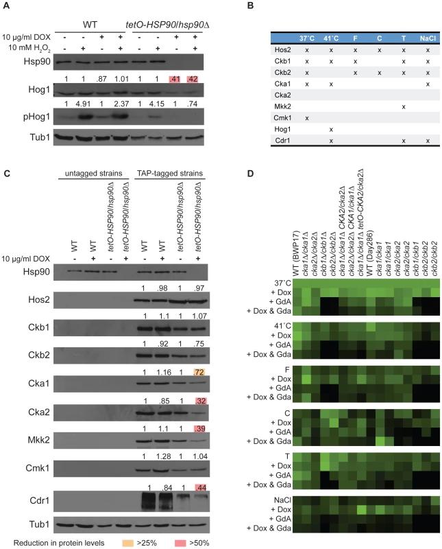 Analysis of high- and low-connectivity Hsp90 genetic interactors.