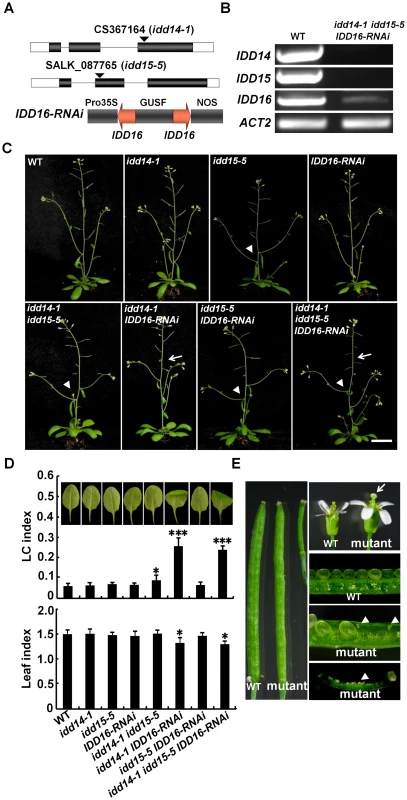 Pleiotropic organ phenotypes in loss-of-function <i>idd</i> mutants.
