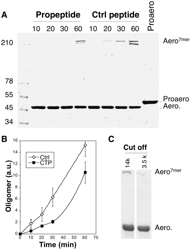 Aerolysin oligomerization is controlled by the CTP.