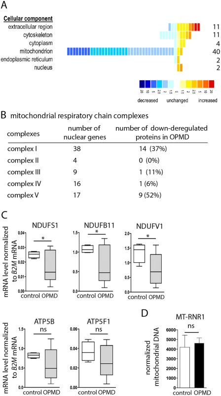 Decrease of mitochondrial protein levels in human OPMD muscle biopsies.