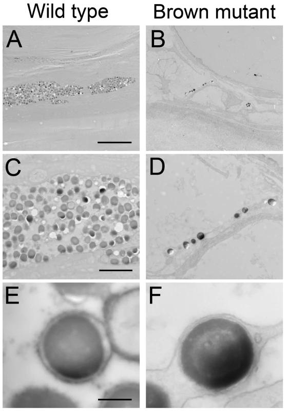 Brown mutant melanophores contain a lower number of melanin granules compared to wild type.