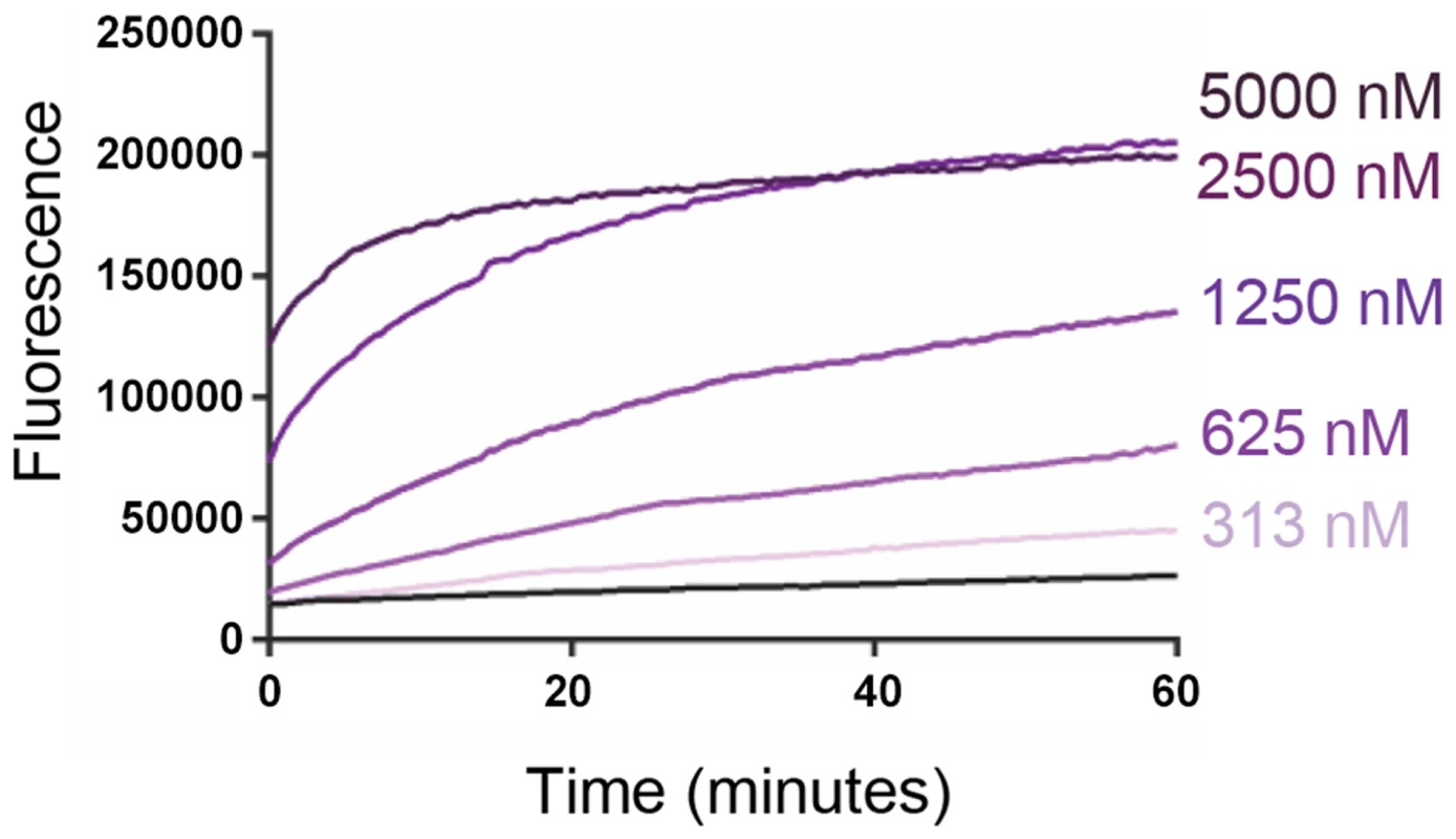 Recombinant VP4 induces dose-dependent membrane permeability.