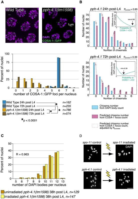 COSA-1 foci are reduced, and γ-irradiation does not rescue bivalent formation in <i>pph-4.1</i> mutants.