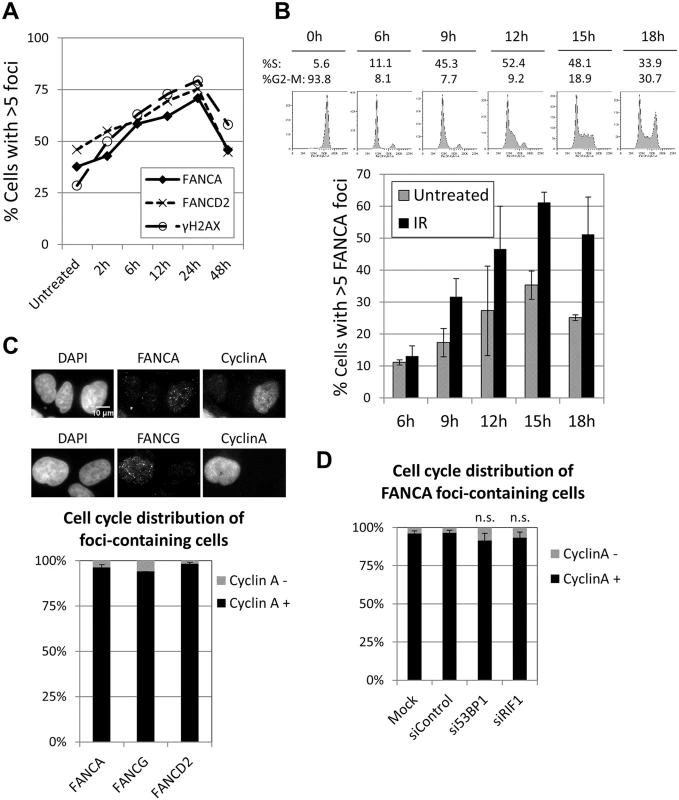 FA core complex foci form during S-G2 phases of the cell cycle.
