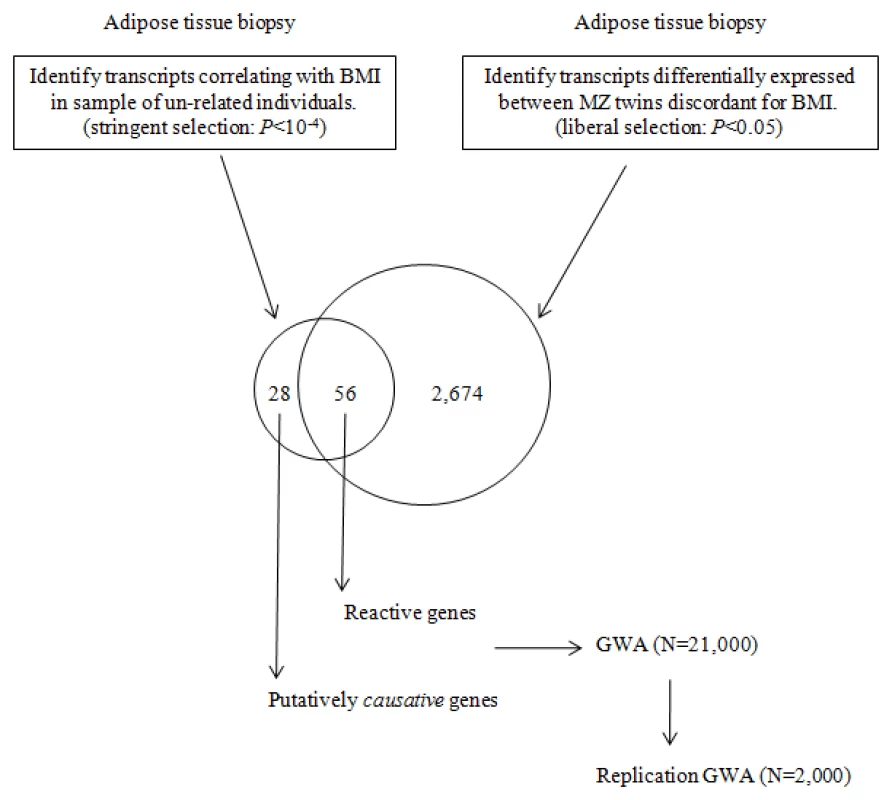 Diagram of the study design.