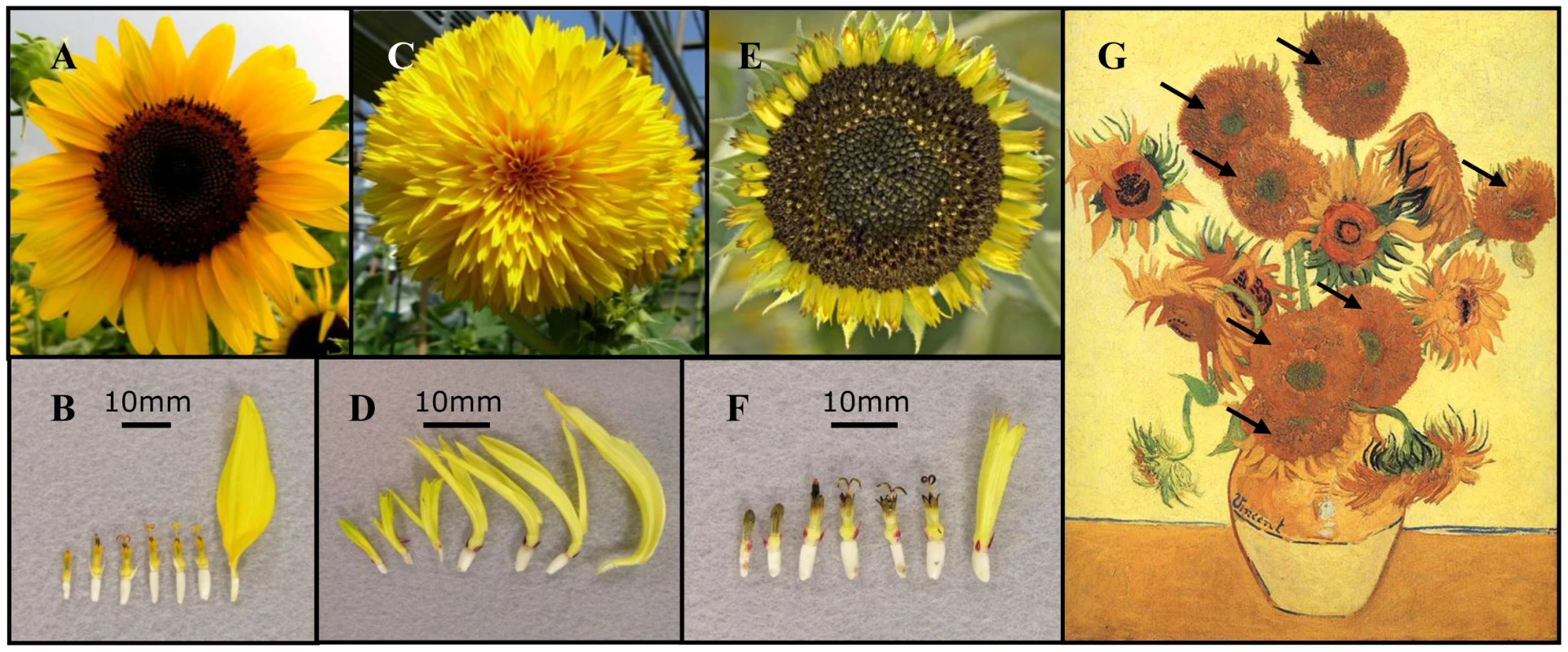 Floral symmetry in sunflower and the similarity of the double-flowered mutant to van Gogh's sunflowers.