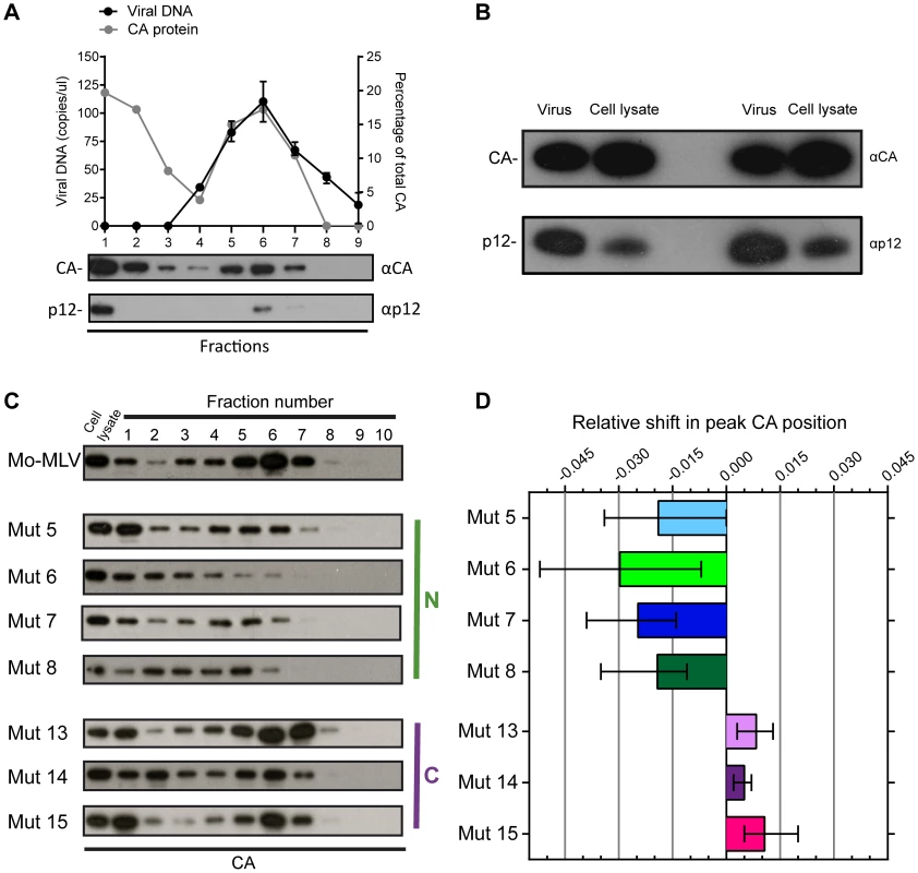 The effect of p12 mutations on the biophysical properties of the Mo-MLV RTC.