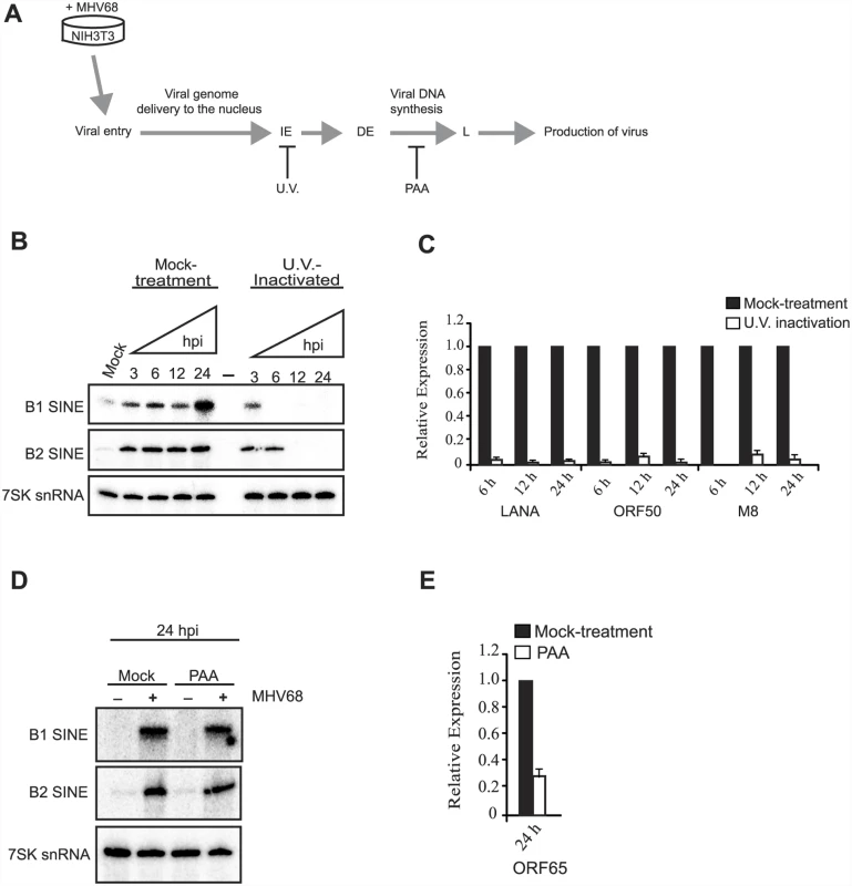 Viral gene expression is required for sustained SINE expression.