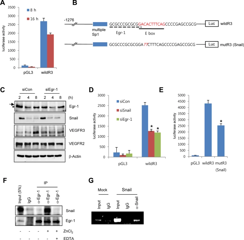 Snail upregulates VEGFR3 transcripts via cooperating with Egr-1.